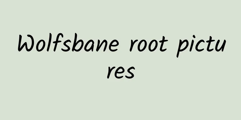 Wolfsbane root pictures