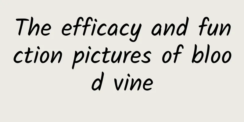 The efficacy and function pictures of blood vine
