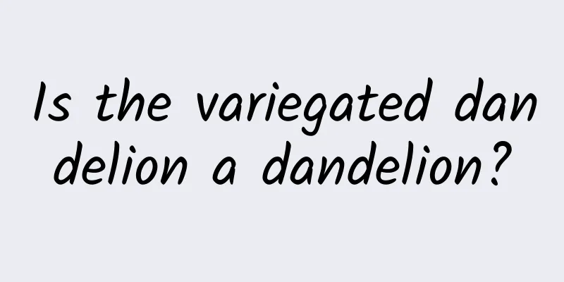 Is the variegated dandelion a dandelion?