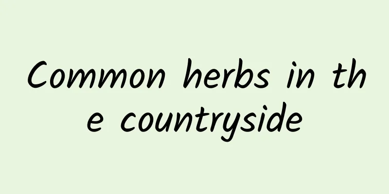 Common herbs in the countryside
