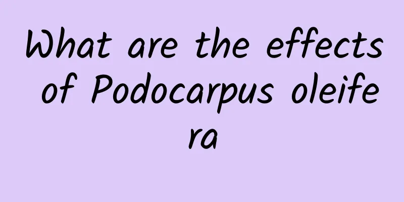 What are the effects of Podocarpus oleifera