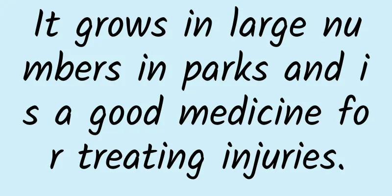 It grows in large numbers in parks and is a good medicine for treating injuries.