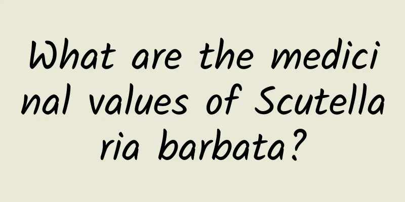 What are the medicinal values ​​of Scutellaria barbata?