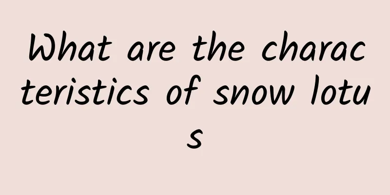 What are the characteristics of snow lotus