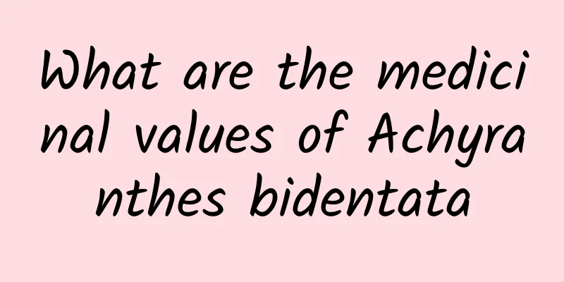 What are the medicinal values ​​of Achyranthes bidentata