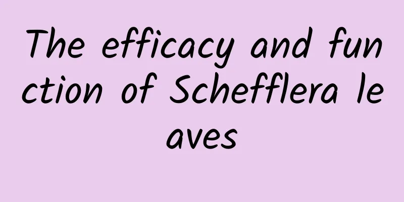 The efficacy and function of Schefflera leaves