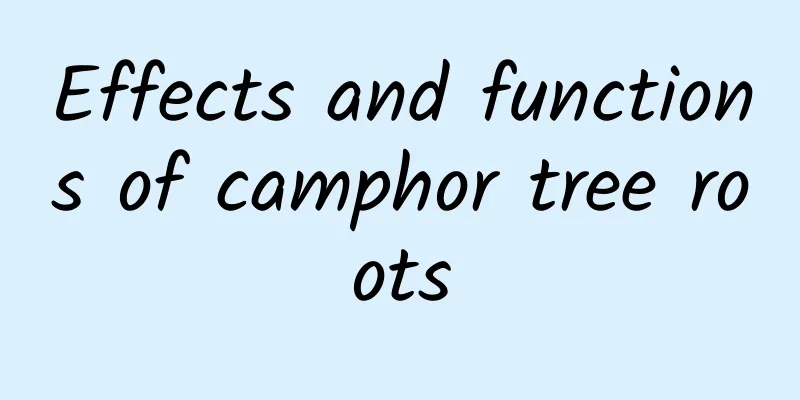 Effects and functions of camphor tree roots