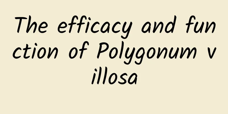 The efficacy and function of Polygonum villosa
