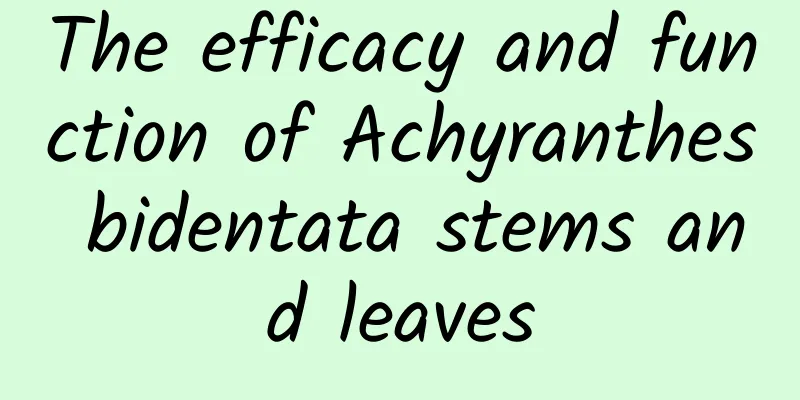 The efficacy and function of Achyranthes bidentata stems and leaves
