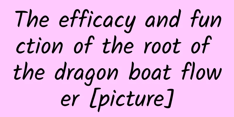 The efficacy and function of the root of the dragon boat flower [picture]