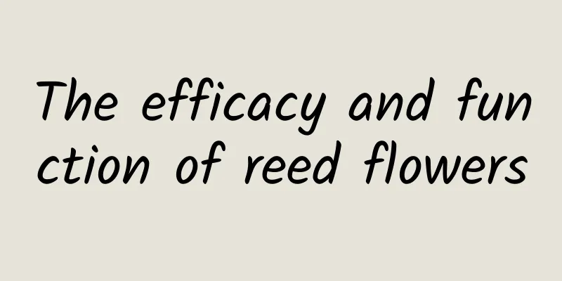 The efficacy and function of reed flowers