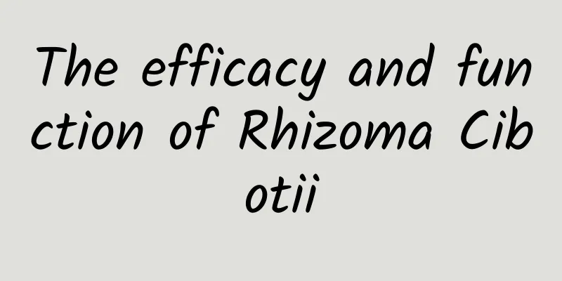 The efficacy and function of Rhizoma Cibotii