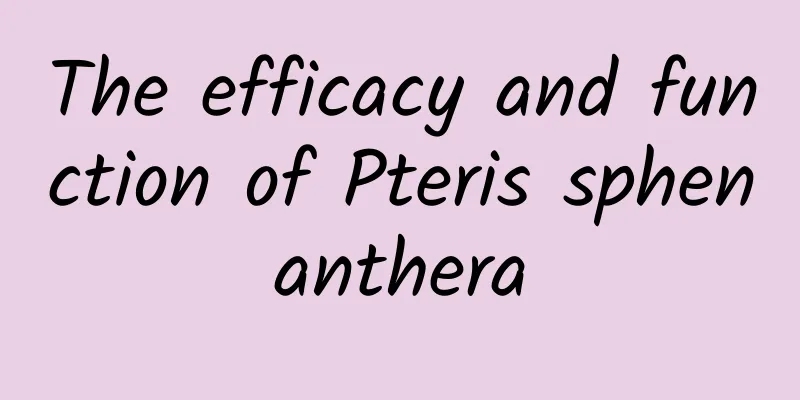 The efficacy and function of Pteris sphenanthera