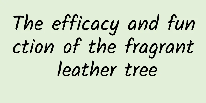 The efficacy and function of the fragrant leather tree