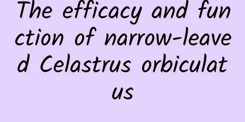The efficacy and function of narrow-leaved Celastrus orbiculatus