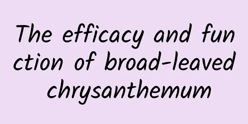 The efficacy and function of broad-leaved chrysanthemum