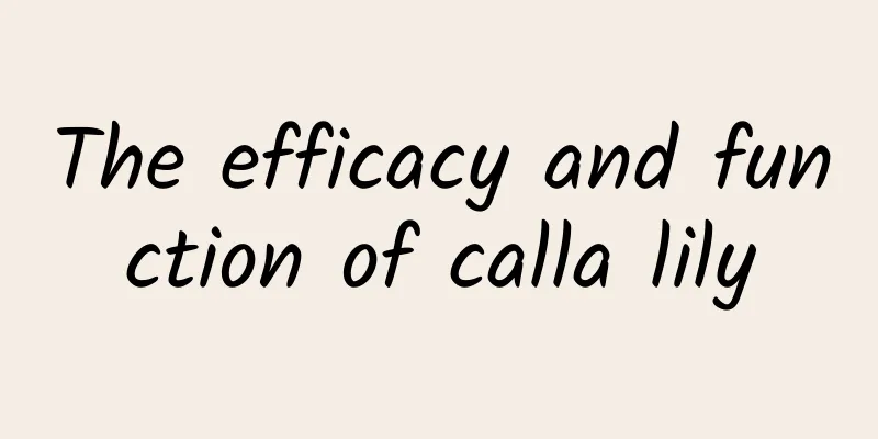 The efficacy and function of calla lily