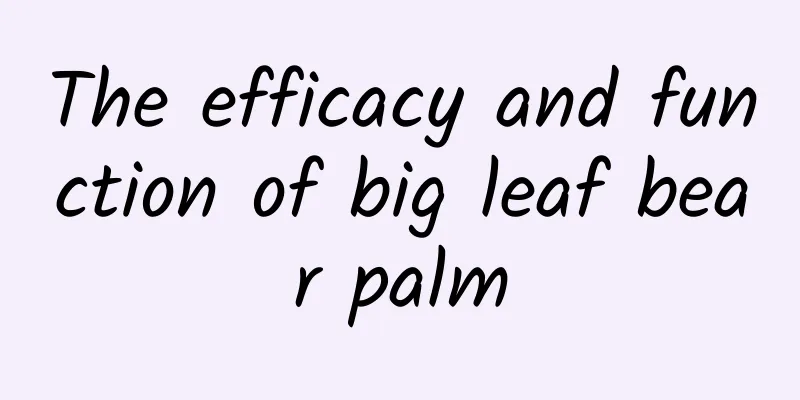 The efficacy and function of big leaf bear palm