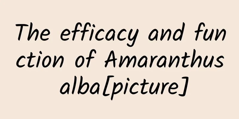 The efficacy and function of Amaranthus alba[picture]