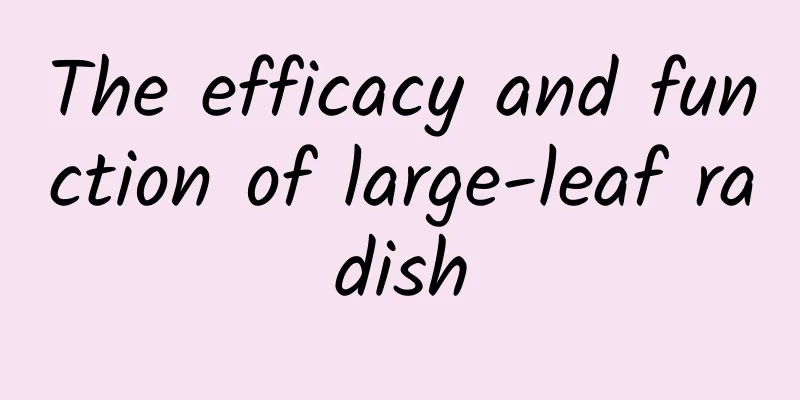The efficacy and function of large-leaf radish