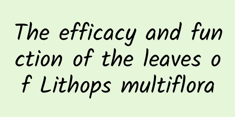 The efficacy and function of the leaves of Lithops multiflora