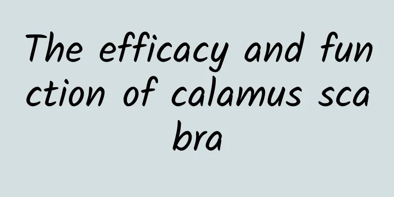 The efficacy and function of calamus scabra