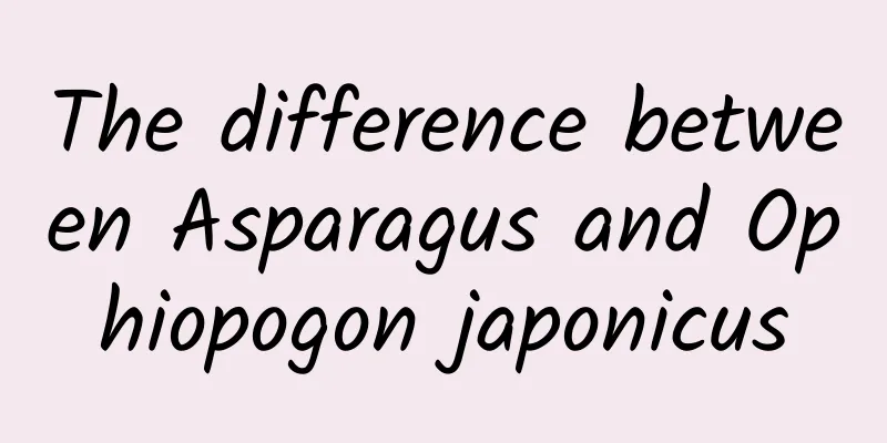 The difference between Asparagus and Ophiopogon japonicus