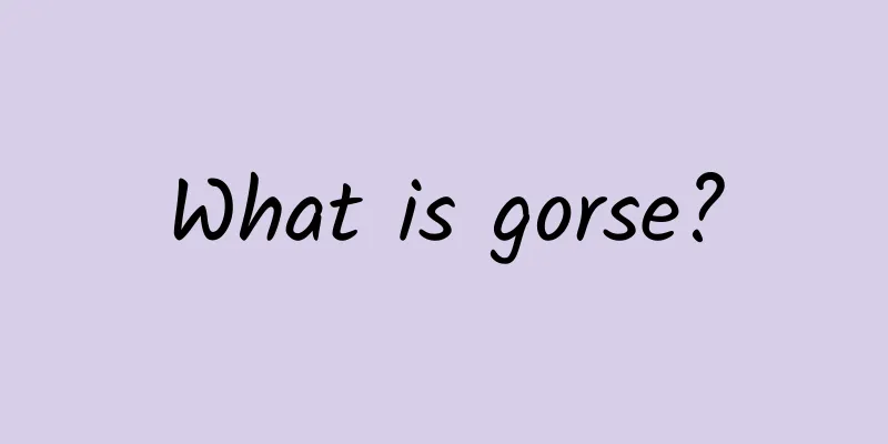 What is gorse?