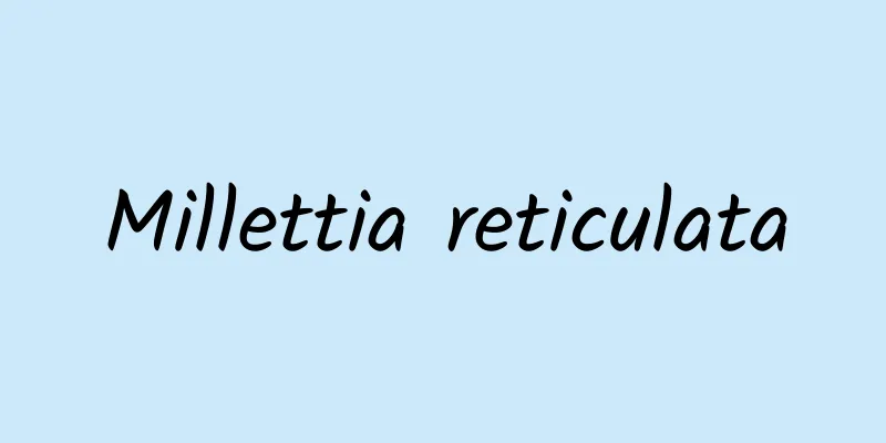 Millettia reticulata