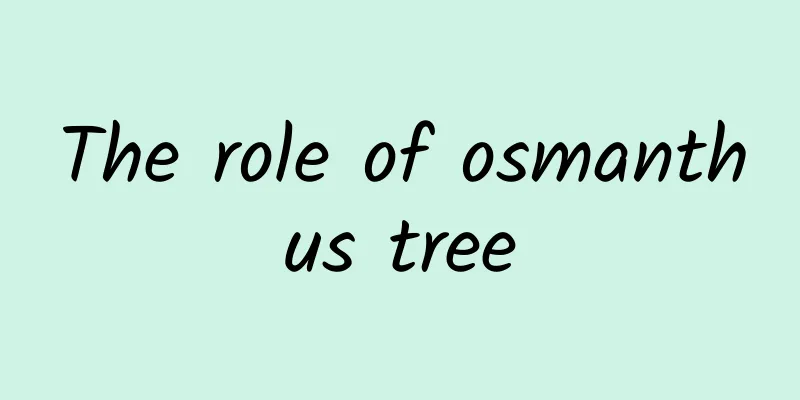 The role of osmanthus tree