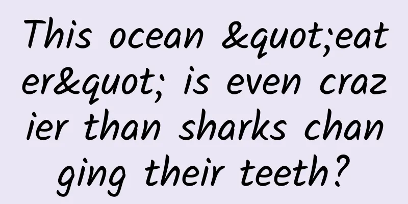 This ocean "eater" is even crazier than sharks changing their teeth?