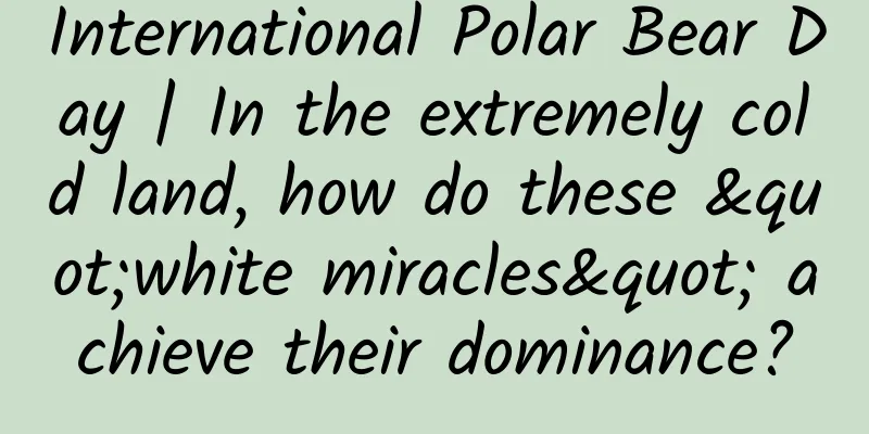 International Polar Bear Day | In the extremely cold land, how do these "white miracles" achieve their dominance?