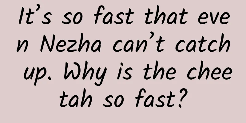 It’s so fast that even Nezha can’t catch up. Why is the cheetah so fast?