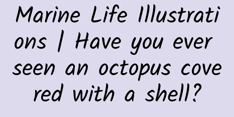 Marine Life Illustrations | Have you ever seen an octopus covered with a shell?