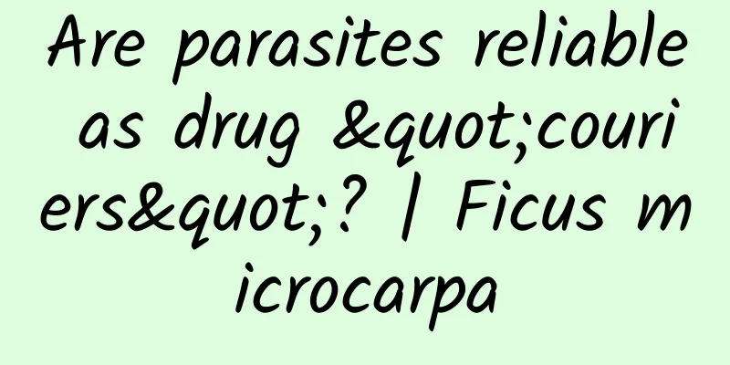 Are parasites reliable as drug "couriers"? | Ficus microcarpa