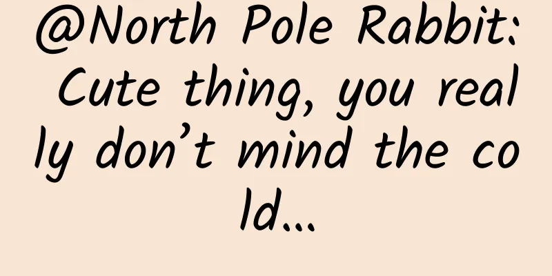 @North Pole Rabbit: Cute thing, you really don’t mind the cold…