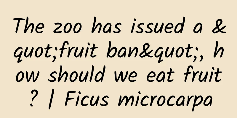 The zoo has issued a "fruit ban", how should we eat fruit? | Ficus microcarpa