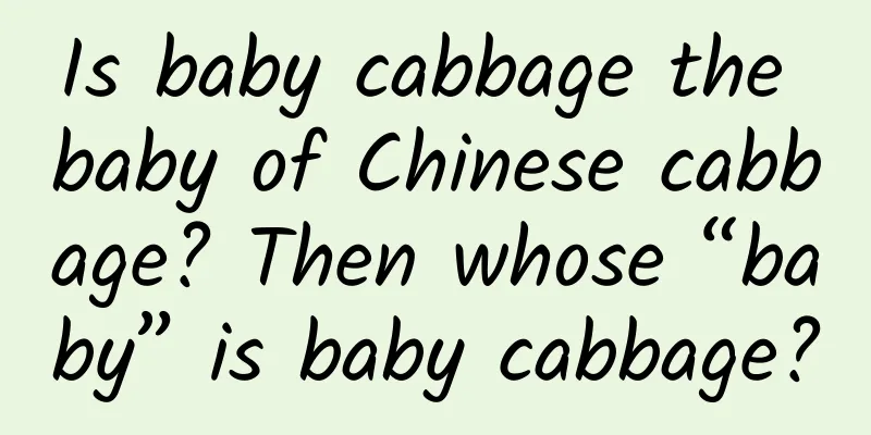 Is baby cabbage the baby of Chinese cabbage? Then whose “baby” is baby cabbage?