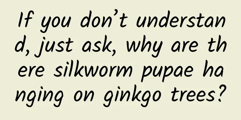 If you don’t understand, just ask, why are there silkworm pupae hanging on ginkgo trees?