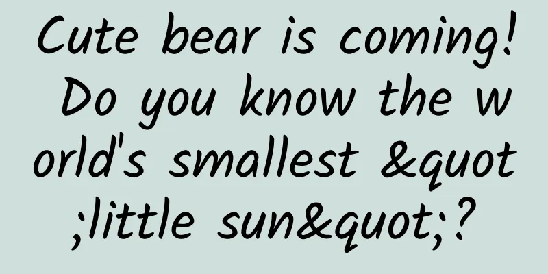 Cute bear is coming! Do you know the world's smallest "little sun"?