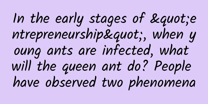 In the early stages of "entrepreneurship", when young ants are infected, what will the queen ant do? People have observed two phenomena