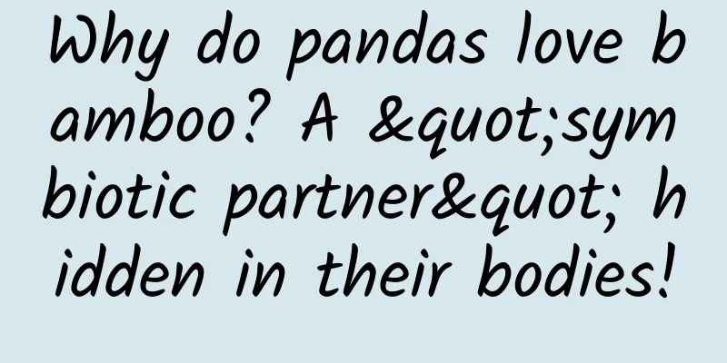 Why do pandas love bamboo? A "symbiotic partner" hidden in their bodies!