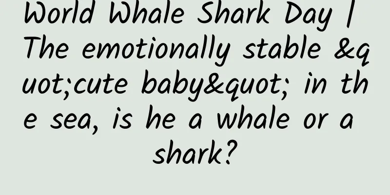 World Whale Shark Day | The emotionally stable "cute baby" in the sea, is he a whale or a shark?