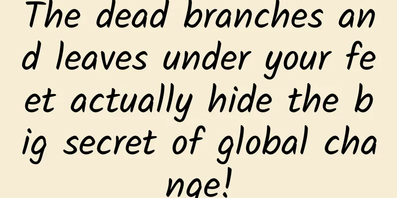 The dead branches and leaves under your feet actually hide the big secret of global change!