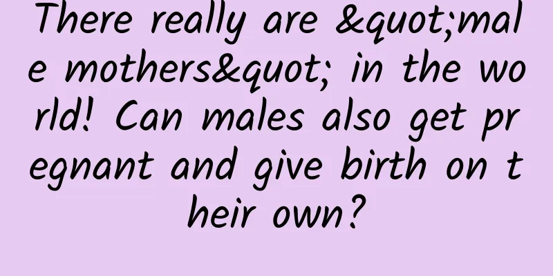 There really are "male mothers" in the world! Can males also get pregnant and give birth on their own?