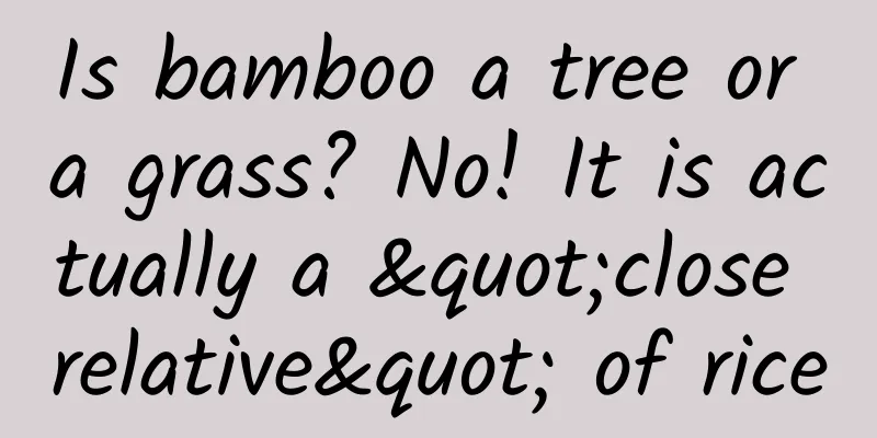 Is bamboo a tree or a grass? No! It is actually a "close relative" of rice