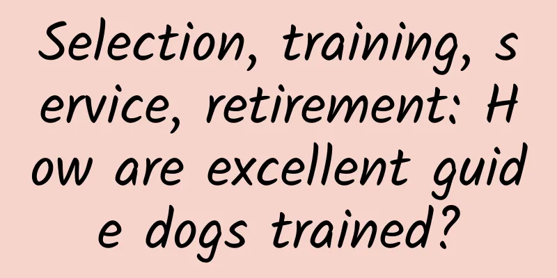 Selection, training, service, retirement: How are excellent guide dogs trained?