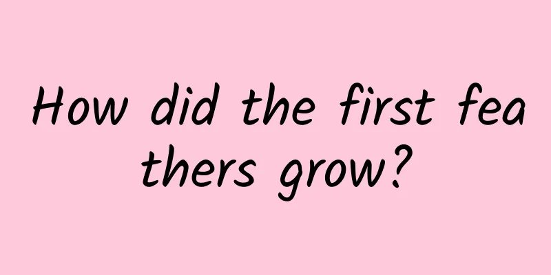 How did the first feathers grow?