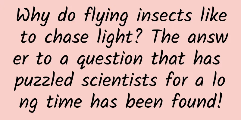 Why do flying insects like to chase light? The answer to a question that has puzzled scientists for a long time has been found!
