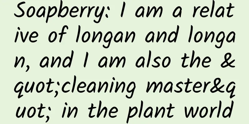 Soapberry: I am a relative of longan and longan, and I am also the "cleaning master" in the plant world